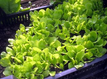 Salatpflanzen - Folientunnel