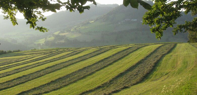 Heu - Purzelberg Edt - Kirchberg