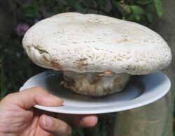 Champignon 1 kg