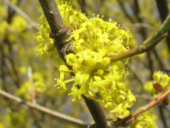Dirndlblüten-Büschel