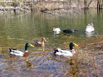 Frühjahrsbad Enten