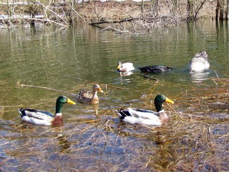 Frühjahrsbad Enten