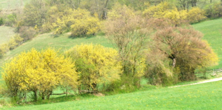 Dirndlzeiler in Blüte