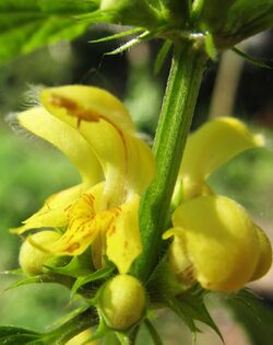 Taubnesselblüte