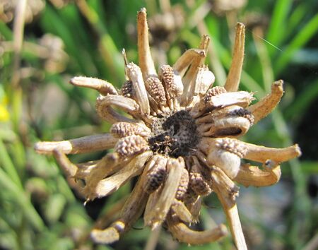 SG-Ringelblumen-Samenstand