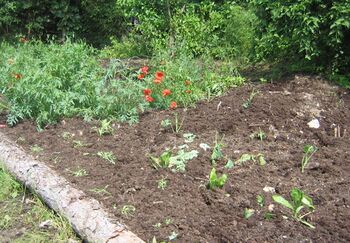 Neues Beet beim Teich