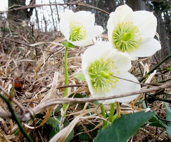 Schneerosenblüte