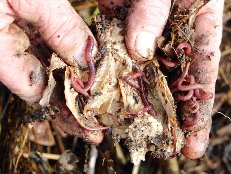 Datei:Sg Regenwürmer im Küchenkopost.jpg