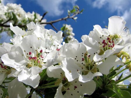 Das ist Frühling - Birnbaumblüte