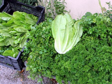 Ernte von Salat und Petersilie - Scheibtruhe