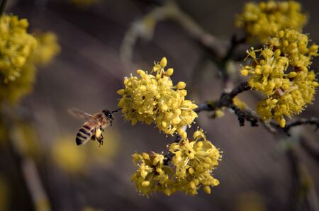 Biene vor Dirndlblüte