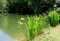 Idyll am Teich