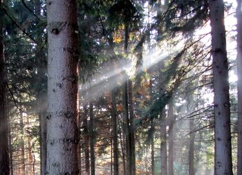 Sonnenstrahl im Wald