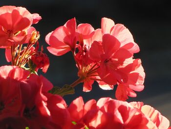 Balkonblumen im Gegenlicht