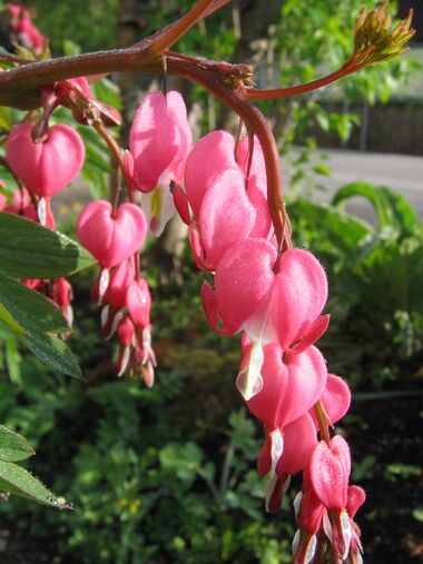 Herzerlstockblüten