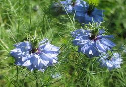 Schwarzkümmel (Nigella) Blüte