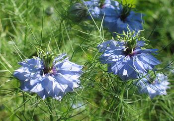 Schwarzkümmel (Nigella) Blüte