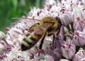 SG Biene-Alliumblüter.jpg