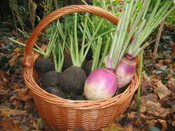 Speiserüben aus eigener Ernte - Steinschaler Subsistenz