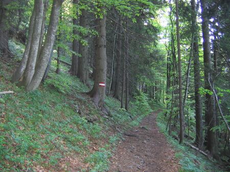 Waldweg vom Loicheck