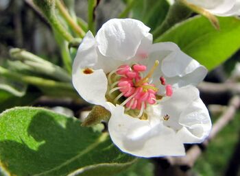 Erste Birnenblüte 2012