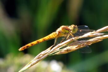 gelbe Libelle