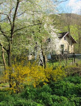 Bild:SH Teichbrücke Frühjahrsblüte.jpg