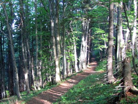 Waldweg vom Loicheck am Morgen