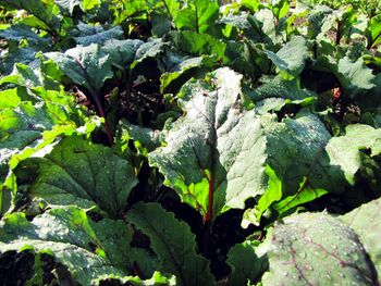 Raunerbeet im Juli