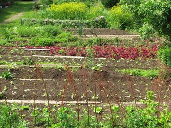 Prodgarten im Frühjahr - Mai