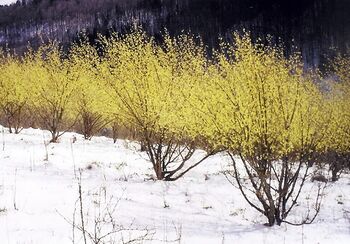 Dirndlblüte im Schnee