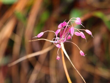 Allium Carinatum Blüte auf dem Eisenstein