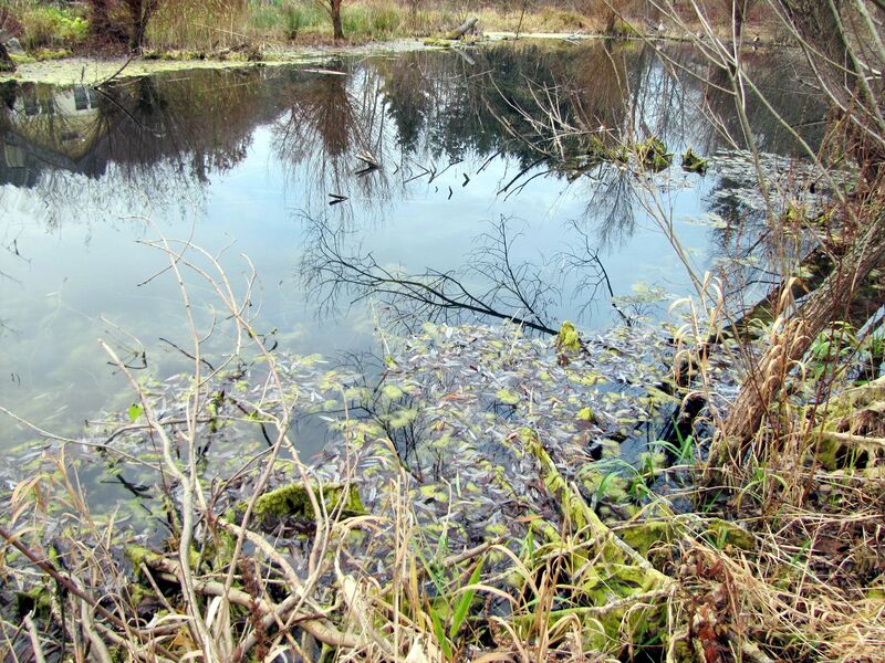 Datei:SG Prodgarten Teich2.jpg