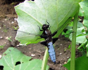 blaue Libelle