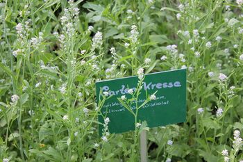 blühende Gartenkresse