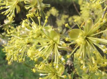 Dirndlblüten verblühend