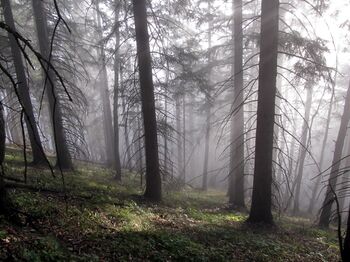 Blick in den Nebelwald am "Sonnenberg" Eisenstein