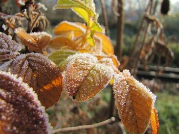 Herbst in Steinschaler Gärten