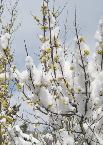 Dirndlblüte im Schnee