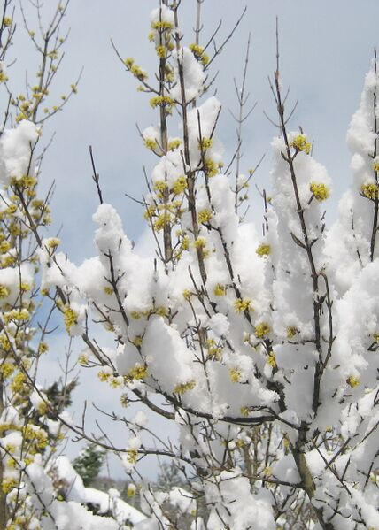 Datei:Dirndlblüte im Schnee.jpg