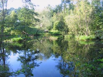 Natur am Steinschaler Teich