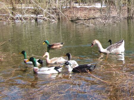 Entenparade auf dem Teich