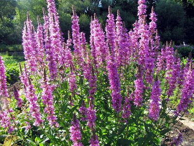 Blutweiderichblüten beim Steinschaler Teich