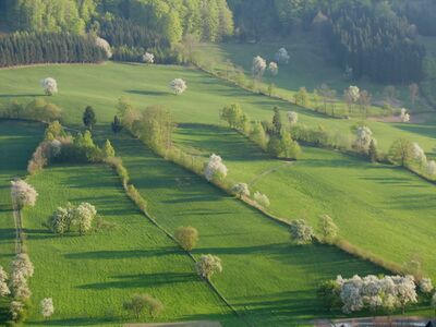 KL Tradigist Birnbaumblüte - Blick vom Banzhäusel