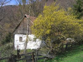 Blühende Dirndl am Weg (1000 Dirndlberg)