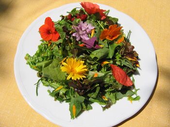 Wildkräutersalat aus den Steinschaler Gärten