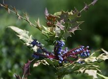 Schoissengeier Naturgarten