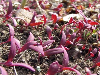 Steinschaler Gärten: Keimblätter der Rote Gartenmelde