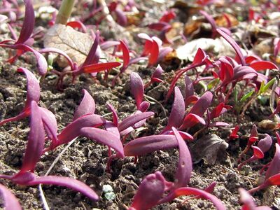 Keimblätter der Roten Gartenmelde