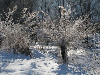 Kopfweide im Winter